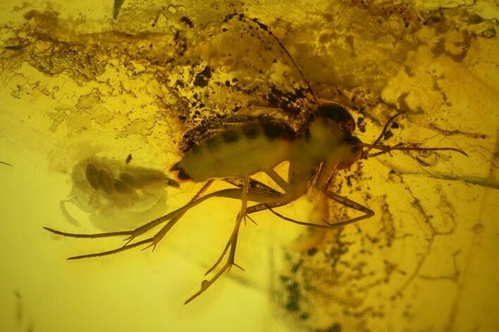 Detailed Fossil Fly (Diptera) with Eggs in Baltic Amber #135071